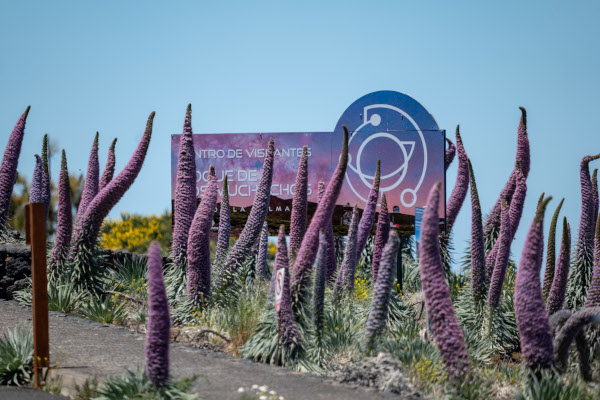 Tajinaste at the visitor centre